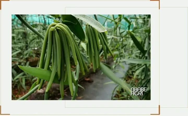 Cách Trồng Hương Vani Tại Nhà Và Trong Vườn: Hướng Dẫn Kỹ Thuật Trồng, Chăm Sóc Cây Vani Ra Hoa Cách Trồng Hương Vani Tại Nhà Và Trong Vườn: Hướng Dẫn Kỹ Thuật Trồng, Chăm Sóc Cây Vani Ra Hoa