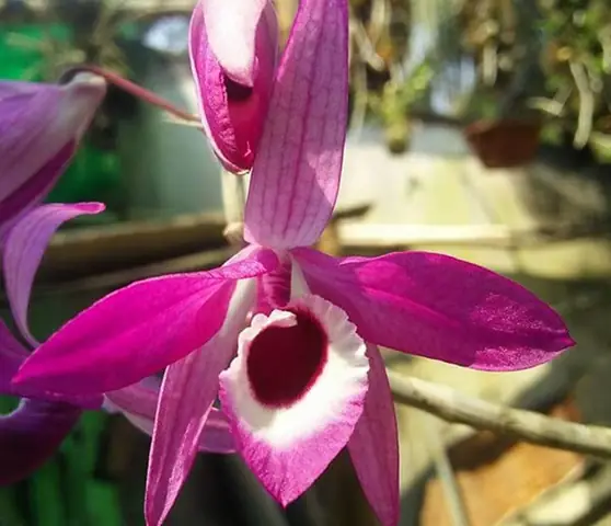 Cách Trồng Kèn Lào Cho Người Mới: Chọn Giá Thể, Tưới Nước Và Kích Hoa Cách Trồng Kèn Lào Cho Người Mới: Chọn Giá Thể, Tưới Nước Và Kích Hoa