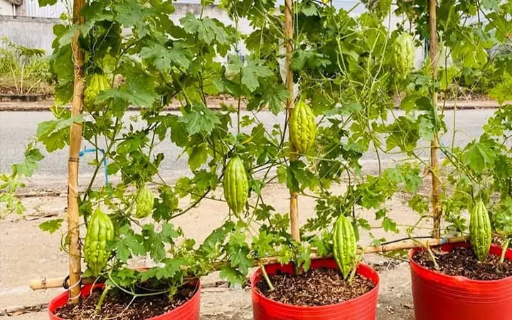 Hướng Dẫn Trồng Khổ Qua Sai Trái: Bí Quyết Từ A-Z