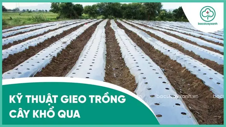 Hướng Dẫn Trồng Khổ Qua Sai Trái: Bí Quyết Từ A-Z