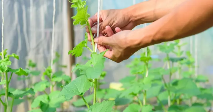 Cách Trồng Khổ Qua Đón Tết Sai Nhiều Quả: Lịch Gieo, Chăm Sóc Và Thu Hoạch Cách Trồng Khổ Qua Đón Tết Sai Nhiều Quả: Lịch Gieo, Chăm Sóc Và Thu Hoạch