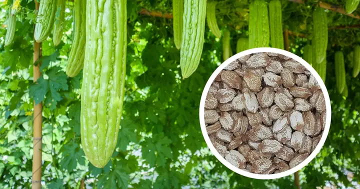 Cách Trồng Khổ Qua Đón Tết Sai Nhiều Quả: Lịch Gieo, Chăm Sóc Và Thu Hoạch Cách Trồng Khổ Qua Đón Tết Sai Nhiều Quả: Lịch Gieo, Chăm Sóc Và Thu Hoạch