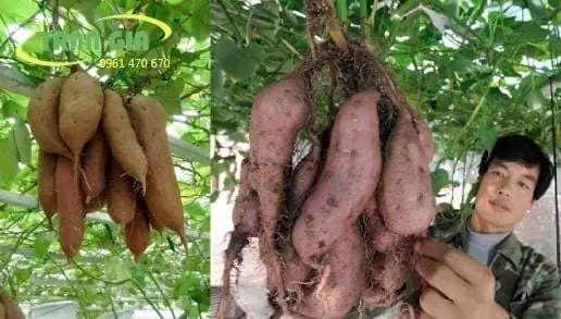 Cách Trồng Khoai Lang Leo Giàn Không Cần Đất: Từ Cắm Cây Đến Thu Củ Và Lá Cách Trồng Khoai Lang Leo Giàn Không Cần Đất: Từ Cắm Cây Đến Thu Củ Và Lá