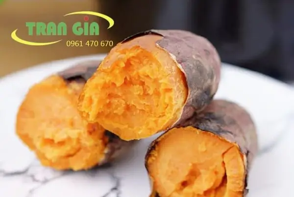 Cách Trồng Khoai Lang Leo Giàn Không Cần Đất: Từ Cắm Cây Đến Thu Củ Và Lá Cách Trồng Khoai Lang Leo Giàn Không Cần Đất: Từ Cắm Cây Đến Thu Củ Và Lá