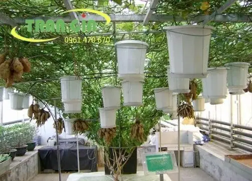 Cách Trồng Khoai Lang Leo Giàn Không Cần Đất: Từ Cắm Cây Đến Thu Củ Và Lá Cách Trồng Khoai Lang Leo Giàn Không Cần Đất: Từ Cắm Cây Đến Thu Củ Và Lá