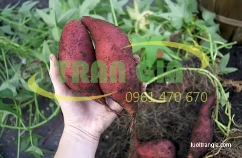 Cách Trồng Khoai Lang Leo Giàn Không Cần Đất: Từ Cắm Cây Đến Thu Củ Và Lá Cách Trồng Khoai Lang Leo Giàn Không Cần Đất: Từ Cắm Cây Đến Thu Củ Và Lá