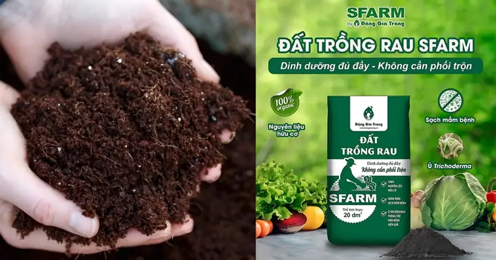 Cách Trồng Khoai Lang Trong Chậu: Hướng Dẫn Chi Tiết Cho Củ Ngon, Năng Suất Cao Tại Nhà Cách Trồng Khoai Lang Trong Chậu: Hướng Dẫn Chi Tiết Cho Củ Ngon, Năng Suất Cao Tại Nhà