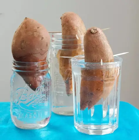 Cách Trồng Khoai Lang Văn Phòng: Hướng Dẫn Thủy Sinh Cho Bàn Làm Việc Cách Trồng Khoai Lang Văn Phòng: Hướng Dẫn Thủy Sinh Cho Bàn Làm Việc