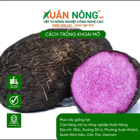 Cách Trồng Khoai Mỡ Trong Thùng Xốp Cho Người Mới: Từ Giống Đến Thu Hoạch Cách Trồng Khoai Mỡ Trong Thùng Xốp Cho Người Mới: Từ Giống Đến Thu Hoạch