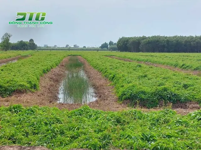 Cách Trồng Khoai Mỡ Trong Thùng Xốp Cho Người Mới: Từ Giống Đến Thu Hoạch Cách Trồng Khoai Mỡ Trong Thùng Xốp Cho Người Mới: Từ Giống Đến Thu Hoạch