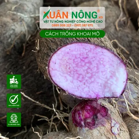 Cách Trồng Khoai Mỡ Trong Thùng Xốp Cho Người Mới: Từ Giống Đến Thu Hoạch Cách Trồng Khoai Mỡ Trong Thùng Xốp Cho Người Mới: Từ Giống Đến Thu Hoạch
