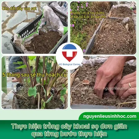 Hướng Dẫn Chi Tiết Cách Trồng Khoai Sọ Hiệu Quả Tại Nhà & Ngoài Ruộng