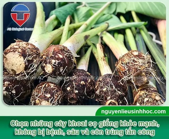 Hướng Dẫn Chi Tiết Cách Trồng Khoai Sọ Hiệu Quả Tại Nhà & Ngoài Ruộng