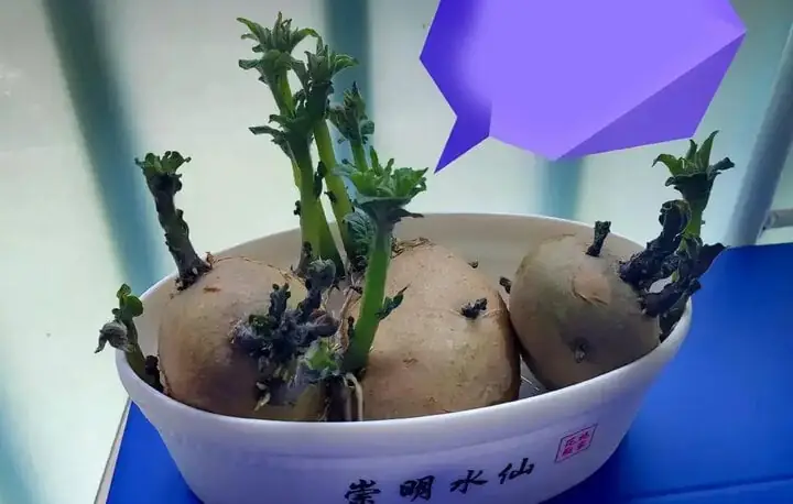 Biến Khoai Tây Mọc Mầm Thành Cây Cảnh Độc Đáo: Hướng Dẫn Trồng Thủy Canh & Bonsai Tại Nhà