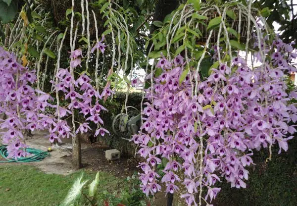 Cách Trồng Kie Phi Điệp Tím Cho Người Mới: Từ Mắt Ngủ Đến Ra Rễ, Hạn Chế Thối Rễ