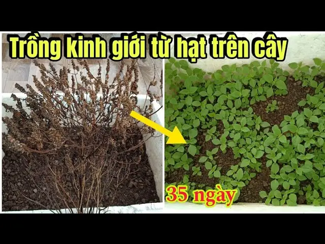 Cách Trồng Kinh Giới Từ Hạt Đơn Giản, Đúng Chuẩn Tại Nhà