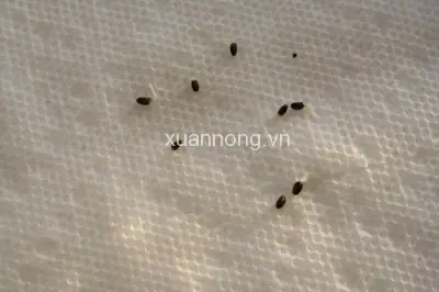 Hướng Dẫn Chi Tiết Cách Trồng Cây Kiwi Từ Hạt Tại Nhà
