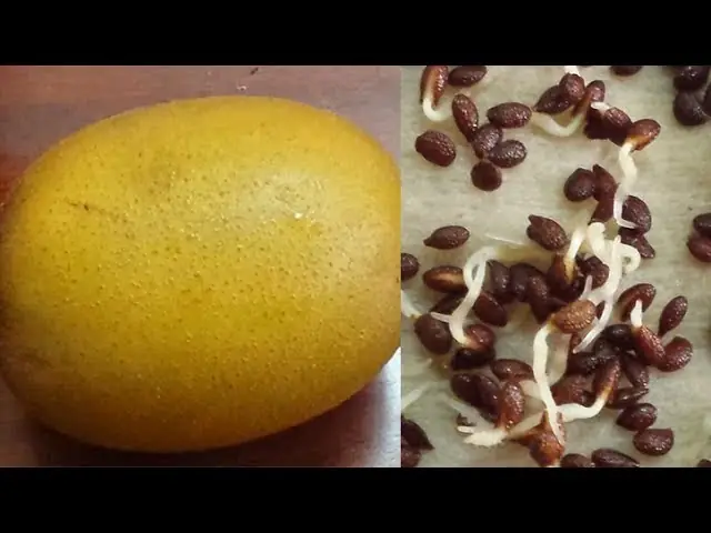 Hướng Dẫn Chi Tiết Cách Trồng Cây Kiwi Từ Hạt Tại Nhà