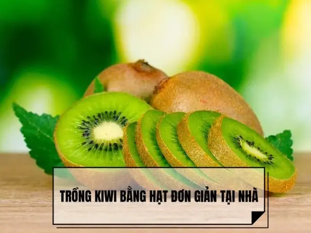 Hướng Dẫn Chi Tiết Cách Trồng Cây Kiwi Từ Hạt Tại Nhà
