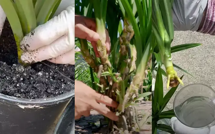 Hướng Dẫn Cách Trồng Lá Dứa (lá Nếp) Đơn Giản, Giúp Cây Phát Triển Xanh Tốt Quanh Năm