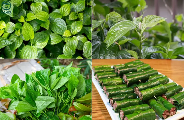 Cách Trồng Lá Lốt Tại Nhà Đơn Giản, Đúng Kỹ Thuật Cho Năng Suất Cao Quanh Năm