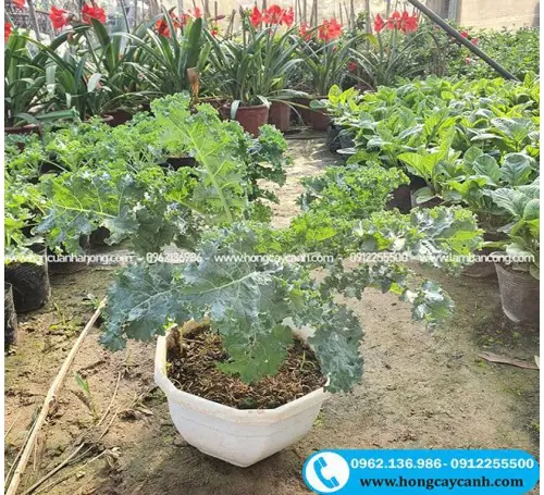 Cách Trồng Lá Mè Hàn Quốc Tại Nhà Đơn Giản, Cho Năng Suất Cao Cách Trồng Lá Mè Hàn Quốc Tại Nhà Đơn Giản, Cho Năng Suất Cao