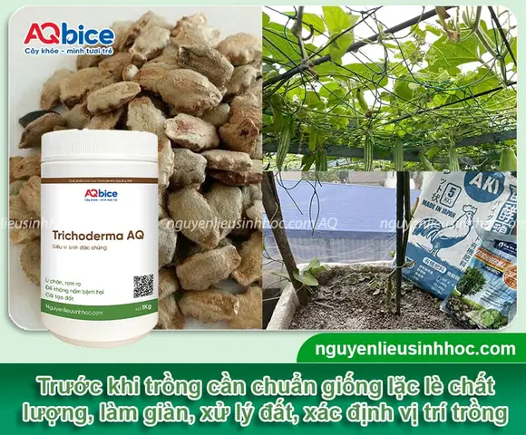 Hướng Dẫn Trồng Cây Lặc Lè Sai Quả, Đạt Năng Suất Cao Tại Nhà