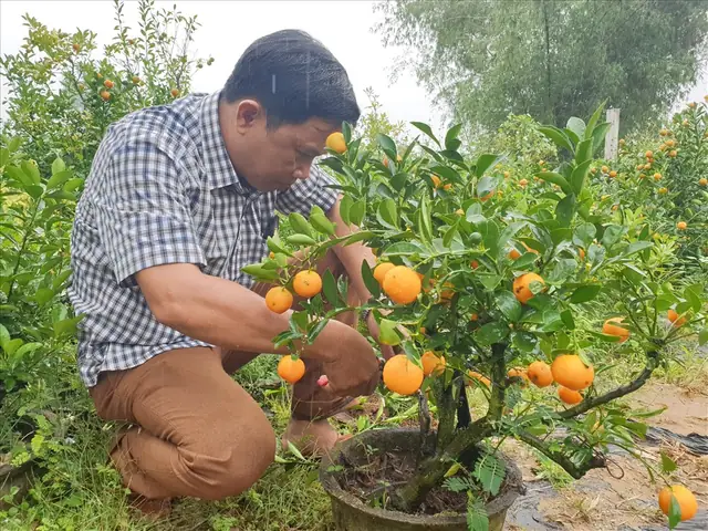 Cách Trồng Lại Cây Quất Sau Tết Để Năm Sau Vẫn Sai Trĩu Quả