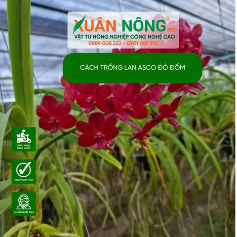 Cách Trồng Lan Asco Cho Người Mới: Từ Chọn Cây, Chăm Sóc Đến Kích Hoa Cách Trồng Lan Asco Cho Người Mới: Từ Chọn Cây, Chăm Sóc Đến Kích Hoa