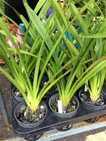 Cách Trồng Và Chăm Sóc Lan Bạch Ngọc Đuôi Công Đúng Cách Để Cây Luôn Khỏe Mạnh, Siêng Hoa