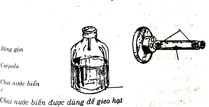 Hướng Dẫn Chi Tiết Cách Trồng Lan Bằng Hạt: Từ A-Z Cho Người Mới Bắt Đầu