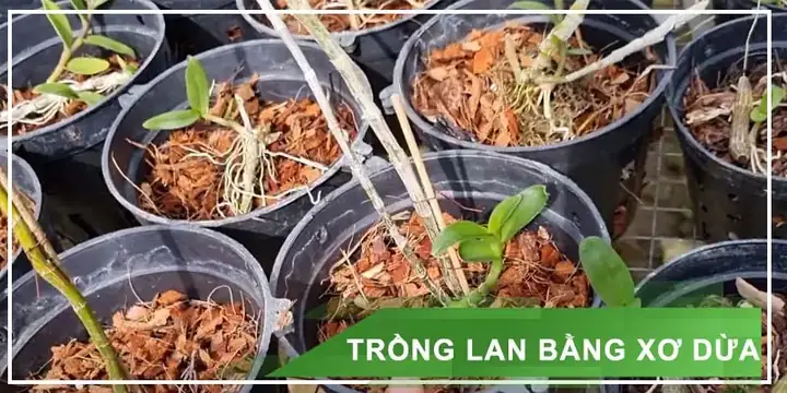 Cách Trồng Lan Bằng Xơ Dừa: Hướng Dẫn Chi Tiết & Kinh Nghiệm Hiệu Quả