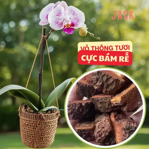 Cách Trồng Lan Bát Bảo Tiên: Hướng Dẫn Chăm Sóc Cho Người Mới
