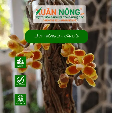 Hướng Dẫn Chi Tiết Cách Trồng Và Chăm Sóc Lan Căn Diệp
