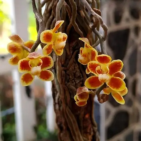 Hướng Dẫn Chi Tiết Cách Trồng Và Chăm Sóc Lan Căn Diệp