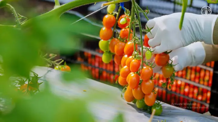 Hướng Dẫn Chi Tiết Cách Trồng Lan Cấy Mô Tại Nhà Tỷ Lệ Sống Cao