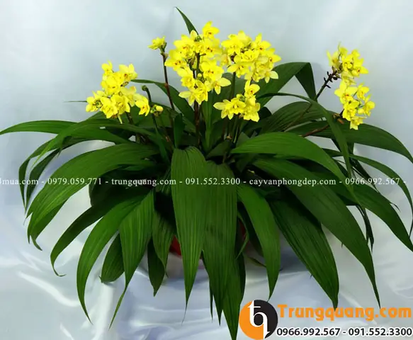 Cách Trồng Và Chăm Sóc Lan Chu Đỉnh Đúng Cách Cho Hoa Đẹp Quanh Năm