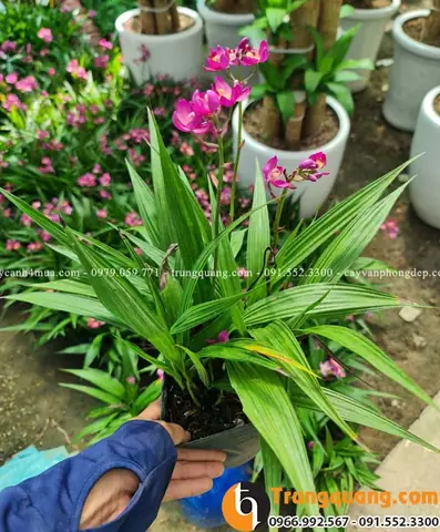 Cách Trồng Và Chăm Sóc Lan Chu Đỉnh Đúng Cách Cho Hoa Đẹp Quanh Năm