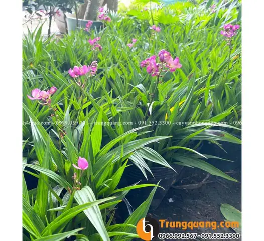 Cách Trồng Và Chăm Sóc Lan Chu Đỉnh Đúng Cách Cho Hoa Đẹp Quanh Năm