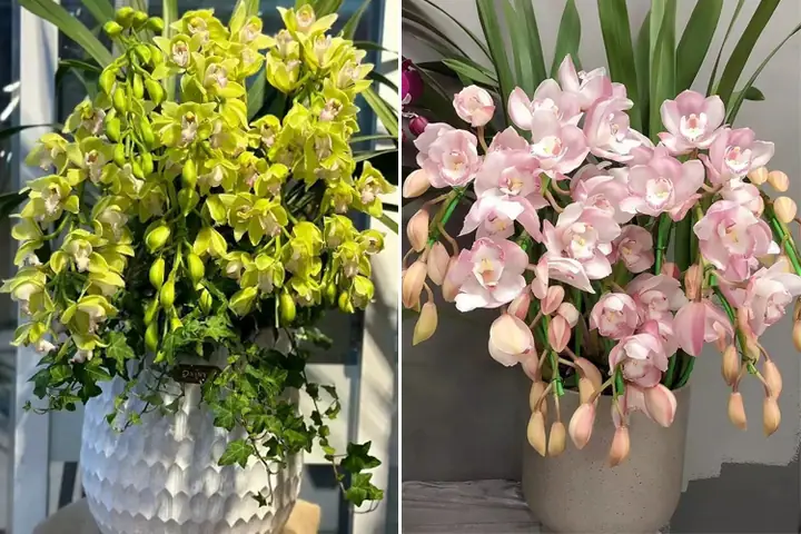 Cách Trồng Lan Đất: Hướng Dẫn Chi Tiết Từ A-Z Cho Người Mới Bắt Đầu