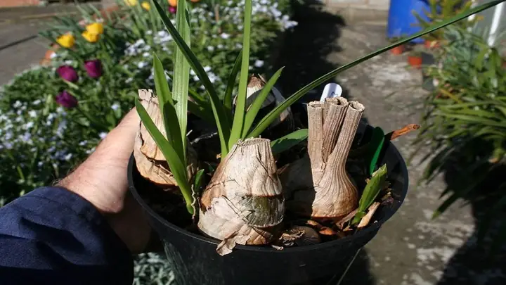 Cách Trồng Lan Đất: Hướng Dẫn Chi Tiết Từ A-Z Cho Người Mới Bắt Đầu