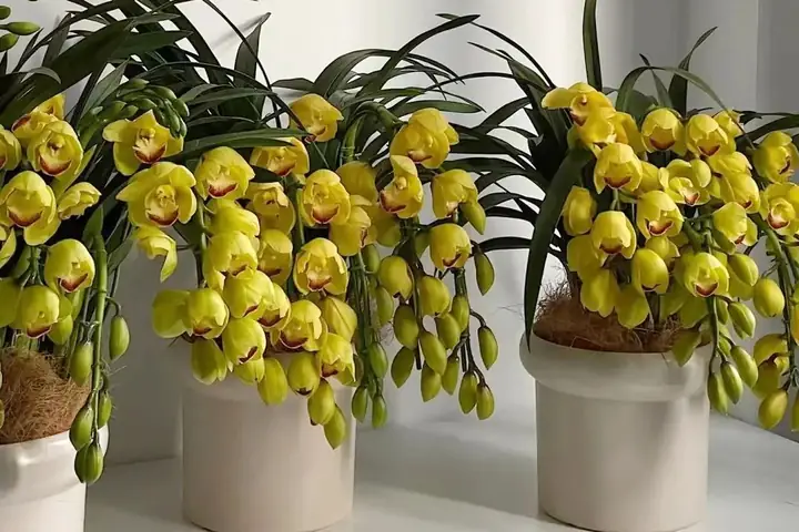 Cách Trồng Lan Đất: Hướng Dẫn Chi Tiết Từ A-Z Cho Người Mới Bắt Đầu