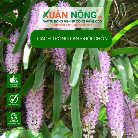 Cách Trồng Lan Đuôi Phượng Chi Tiết Nhất Cho Người Mới Bắt Đầu