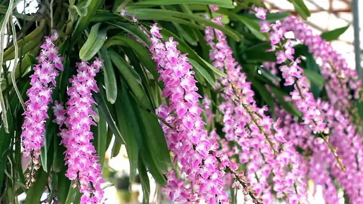 Cách Trồng Lan Đuôi Phượng Chi Tiết Nhất Cho Người Mới Bắt Đầu