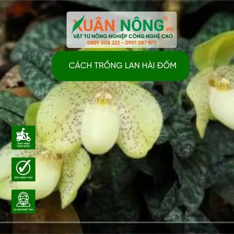 Cách Trồng Lan Hài Đuôi Công: Hướng Dẫn Chi Tiết Từ A-Z Cho Người Mới Bắt Đầu Cách Trồng Lan Hài Đuôi Công: Hướng Dẫn Chi Tiết Từ A-Z Cho Người Mới Bắt Đầu
