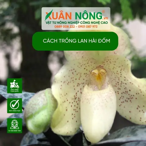 Cách Trồng Lan Hài Đuôi Công: Hướng Dẫn Chi Tiết Từ A-Z Cho Người Mới Bắt Đầu Cách Trồng Lan Hài Đuôi Công: Hướng Dẫn Chi Tiết Từ A-Z Cho Người Mới Bắt Đầu