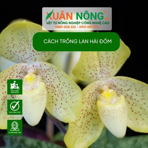 Cách Trồng Lan Hài Đuôi Công: Hướng Dẫn Chi Tiết Từ A-Z Cho Người Mới Bắt Đầu Cách Trồng Lan Hài Đuôi Công: Hướng Dẫn Chi Tiết Từ A-Z Cho Người Mới Bắt Đầu
