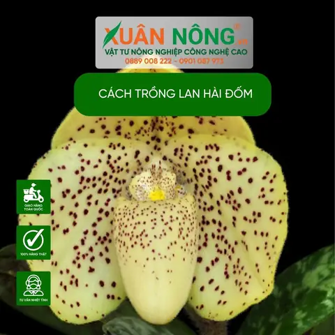 Cách Trồng Lan Hài Đuôi Công: Hướng Dẫn Chi Tiết Từ A-Z Cho Người Mới Bắt Đầu Cách Trồng Lan Hài Đuôi Công: Hướng Dẫn Chi Tiết Từ A-Z Cho Người Mới Bắt Đầu