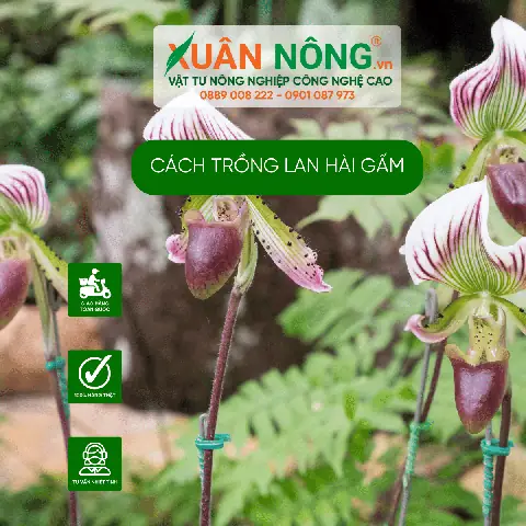 Hướng Dẫn Trồng Lan Hài Gấm Toàn Diện Cho Người Mới Bắt Đầu