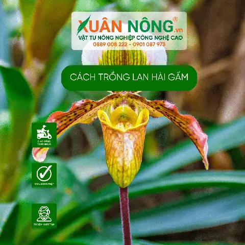 Hướng Dẫn Trồng Lan Hài Gấm Toàn Diện Cho Người Mới Bắt Đầu